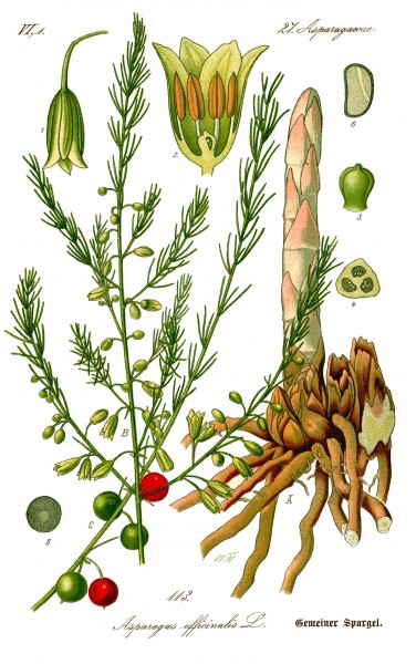 Illustration Asparagus officinalis0