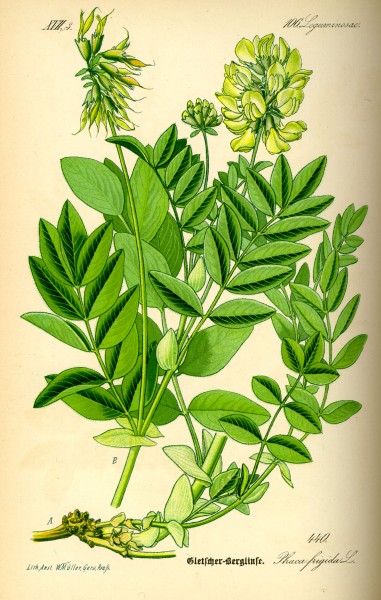 Illustration Astragalus frigidus0