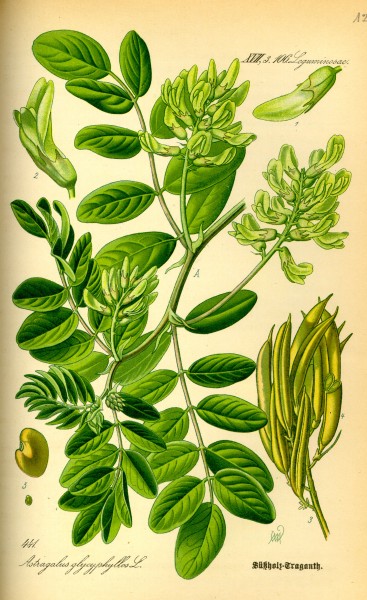 Illustration Astragalus glycyphyllos0