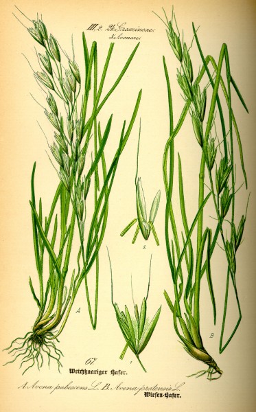 Illustration Avenula pubescens0