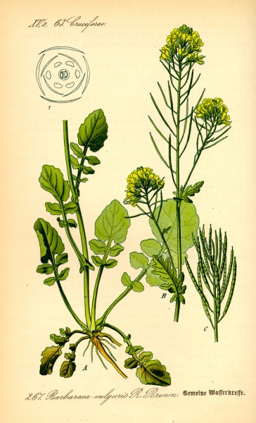 Illustration Barbaraea vulgaris0