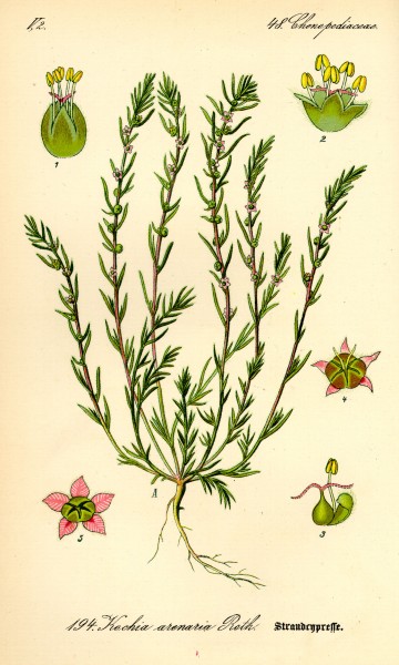 Illustration Bassia laniflora0