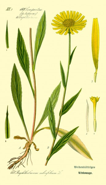 Illustration Buphthalmum salicifolium0