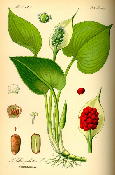 Illustration Calla palustris0