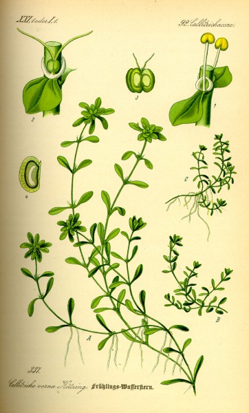 Illustration Callitriche palustris0