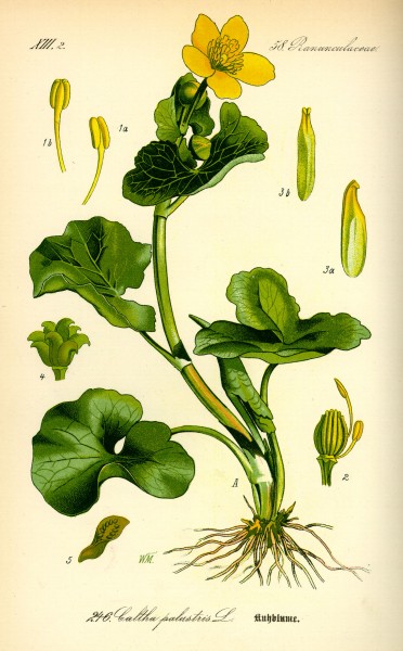 Illustration Caltha palustris0