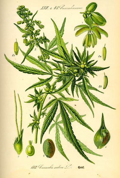 Illustration Cannabis sativa0