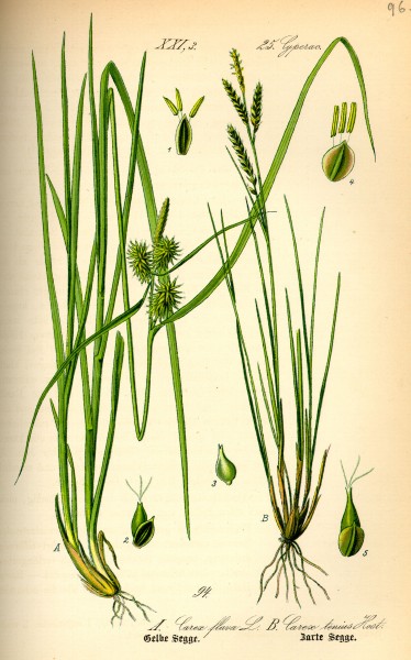 Illustration Carex brachystachys0