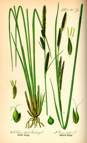 Illustration Carex elata0