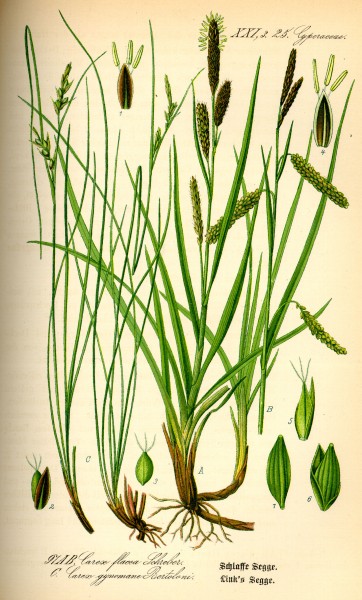 Illustration Carex gynomane0