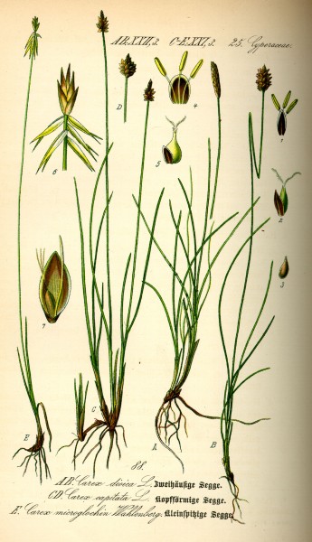 Illustration Carex microglochin0