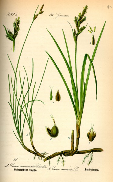 Illustration Carex mucronata0