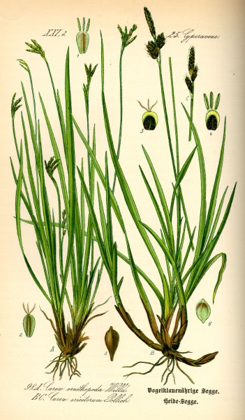 Illustration Carex ornithopoda0