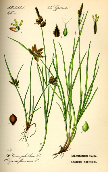 Illustration Carex pilulifera0