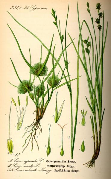 Illustration Carex remota0