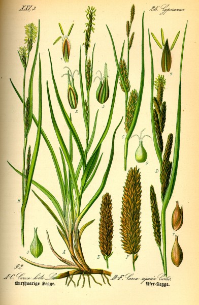 Illustration Carex riparia0