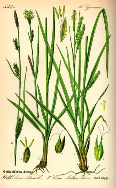 Illustration Carex sylvatica0
