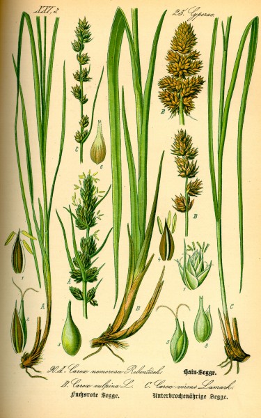 Illustration Carex vulpina0