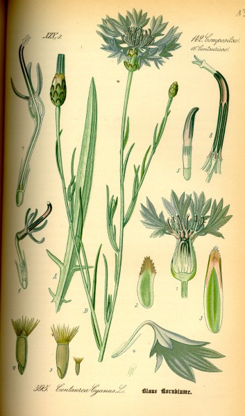 Illustration Centaurea cyanus0