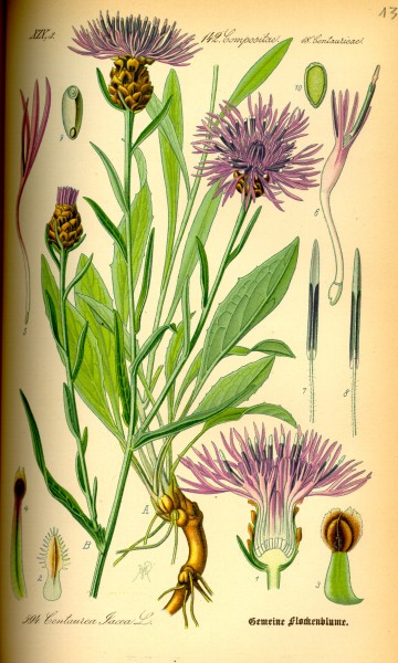 Illustration Centaurea jacea0