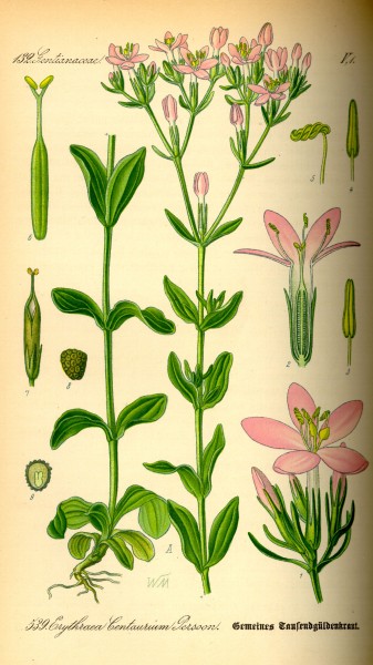 Illustration Centaurium erythraea0