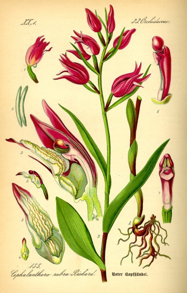Illustration Cephalanthera rubra0