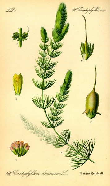 Illustration Ceratophyllum demersum0