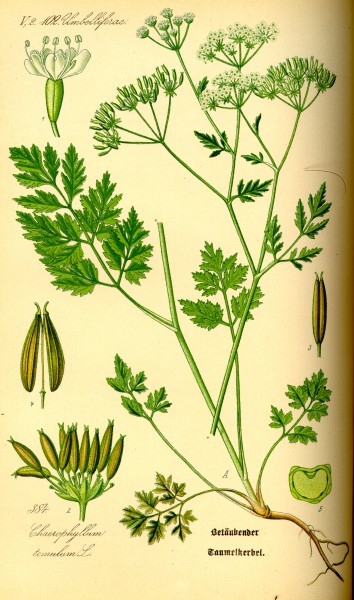 Illustration Chaerophyllum temulentum0