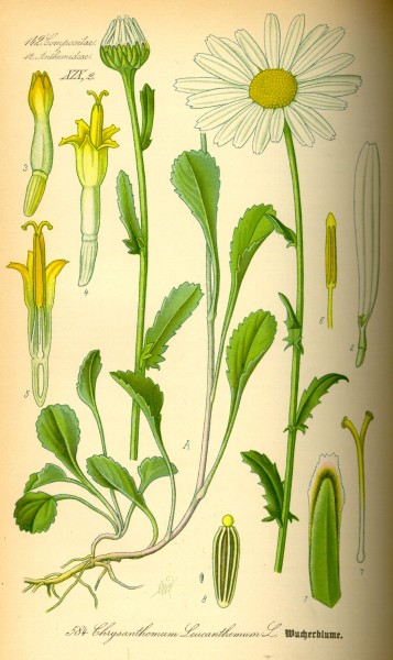 Illustration Chrysanthemum leucanthemum0