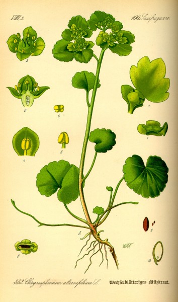 Illustration Chrysosplenium alternifolium0