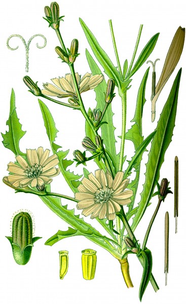 Illustration Cichorium intybus