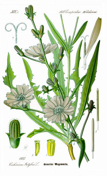 Illustration Cichorium intybus0