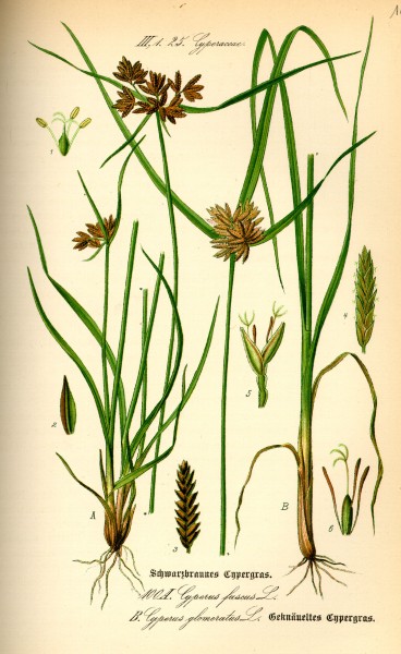Illustration Cyperus fuscus0