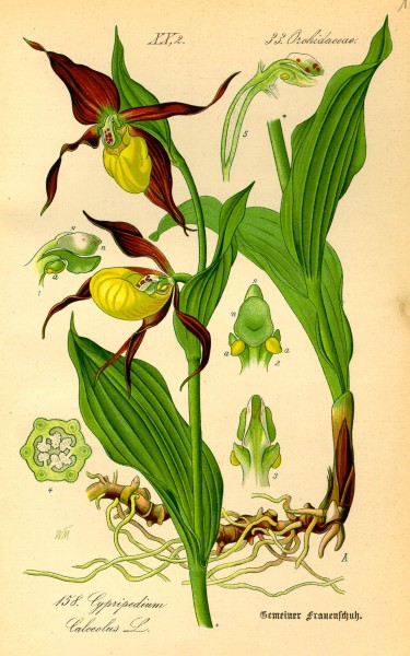 Illustration Cypripedium calceolus0