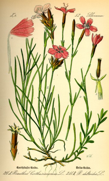 Illustration Dianthus deltoides0