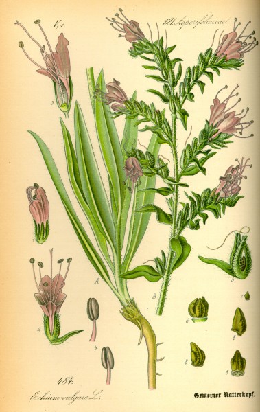 Illustration Echium vulgare0