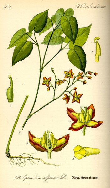 Illustration Epimedium alpinum0
