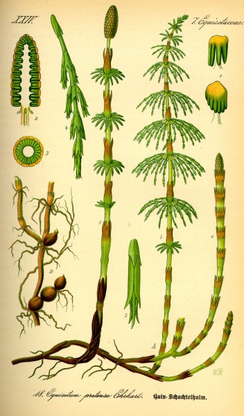 Illustration Equisetum pratense0