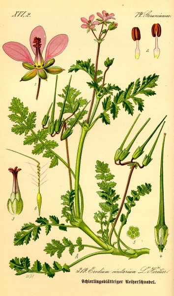 Illustration Erodium cicutarium0