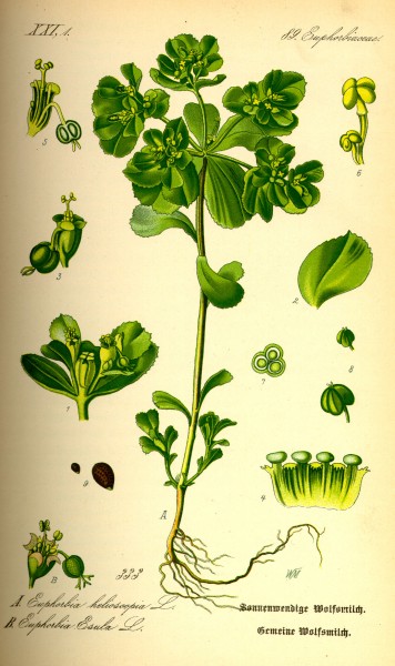 Illustration Euphorbia helioscopia0