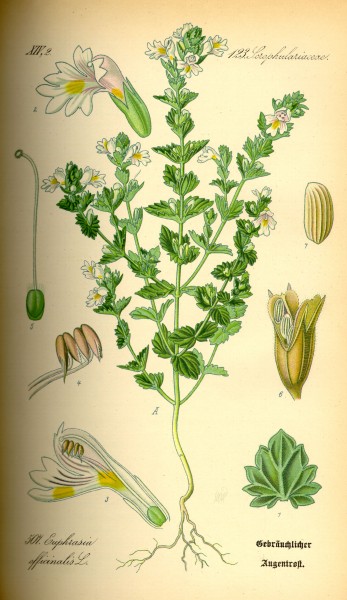 Illustration Euphrasia rostkoviana0