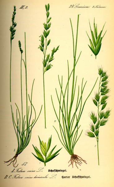 Illustration Festuca ovina0