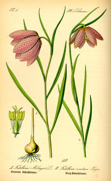 Illustration Fritillaria montana0