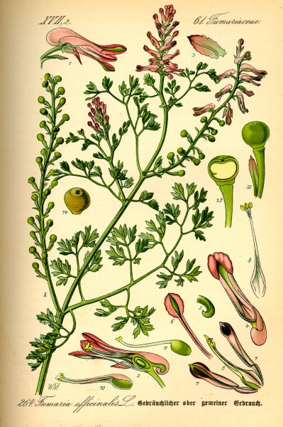 Illustration Fumaria officinalis0