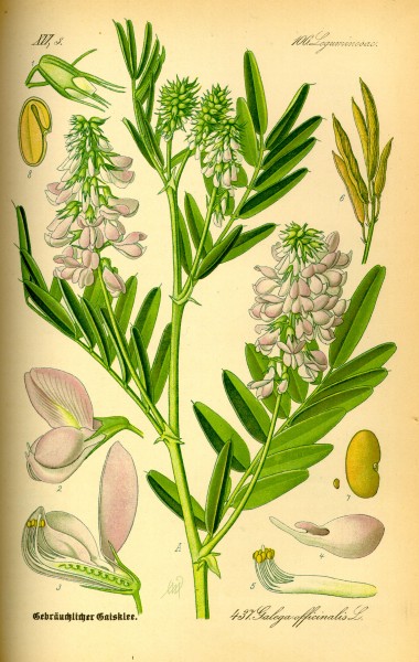 Illustration Galega officinalis0