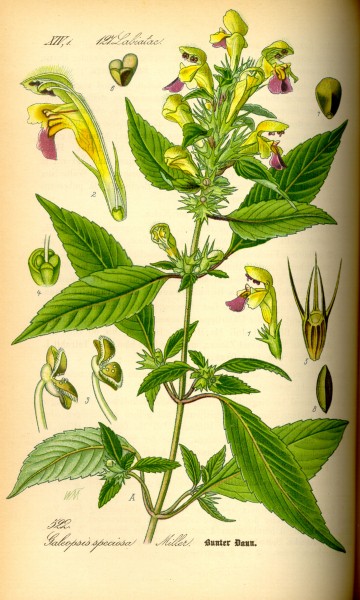 Illustration Galeopis speciosa0