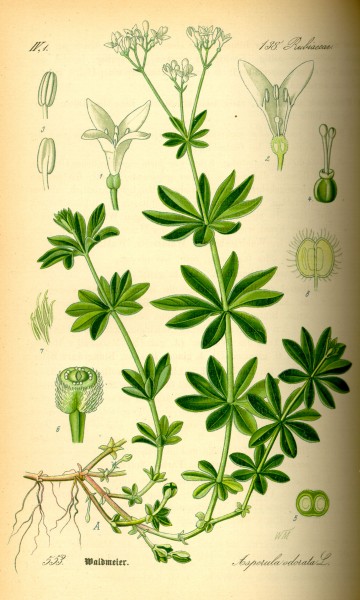 Illustration Galium odorata0