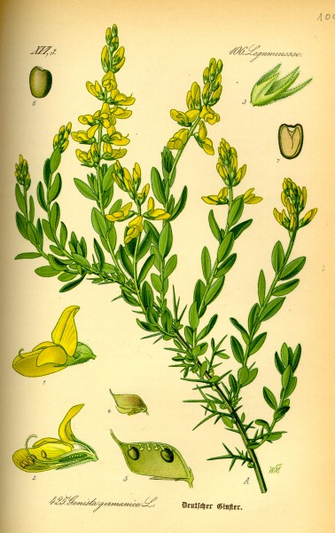 Illustration Genista germanica0
