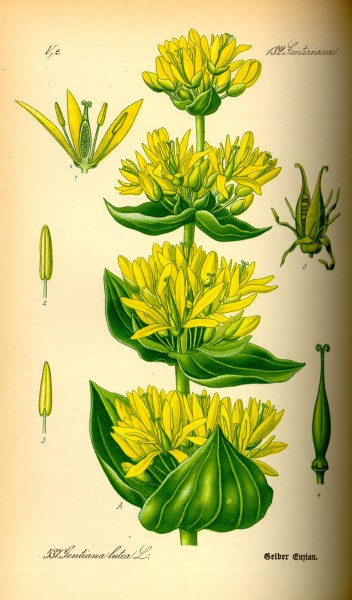 Illustration Gentiana lutea0