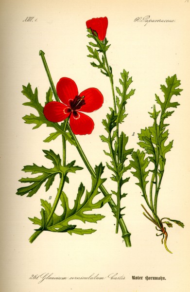 Illustration Glaucium corniculatum0